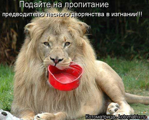 Подайте на пропитание предводителю лесного дворянства в изгнании!!!... Котоматрица: Подайте на пропитание предводителю лесного дворянства в изгнании!!!