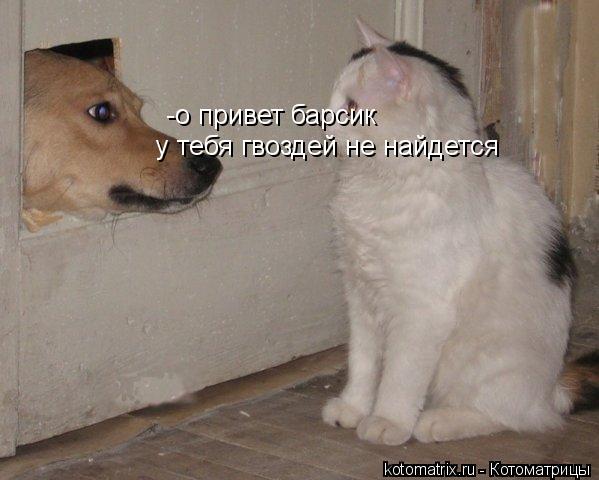 -о привет барсик у тебя гвоздей не найдется... Котоматрица: -о привет барсик у тебя гвоздей не найдется