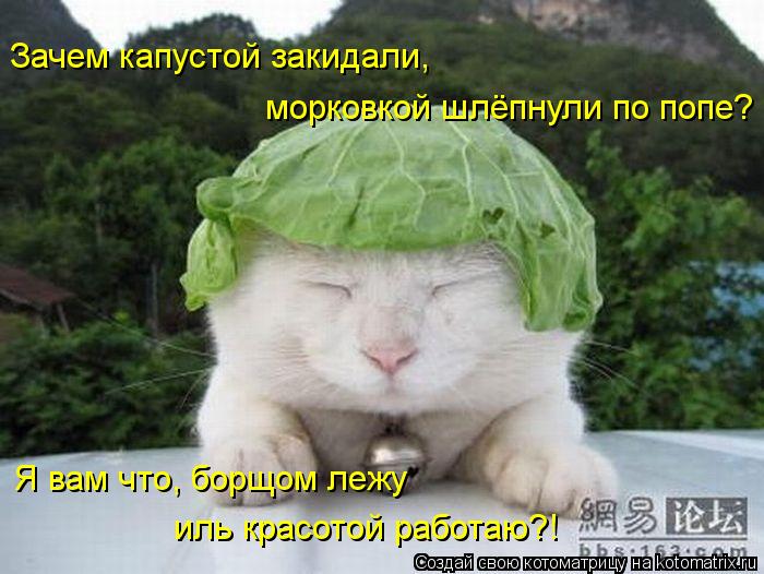 Зачем капустой закидали, морковкой шлёпнули по попе? Я вам что, борщом лежу иль красотой работаю?!... Котоматрица: Зачем капустой закидали, морковкой шлёпнули по попе? Я вам что, борщом лежу иль красотой работаю?!