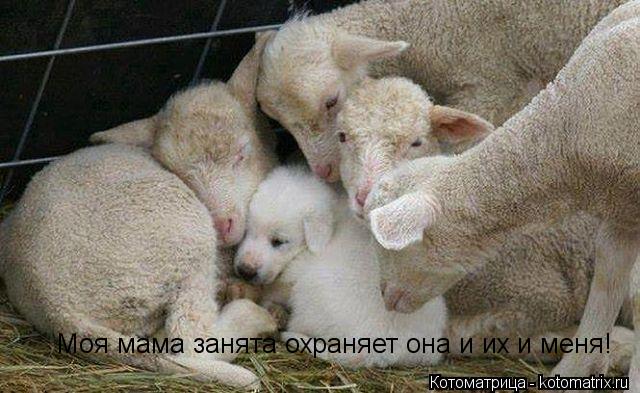 Моя мама занята охраняет она и их и меня!... Котоматрица: Моя мама занята охраняет она и их и меня!