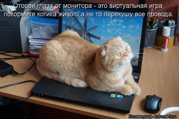 Оторви глаза от монитора - это виртуальная игра, покормите котика живого,а не то перекушу все провода... Котоматрица: Оторви глаза от монитора - это виртуальная игра, покормите котика живого,а не то перекушу все провода.