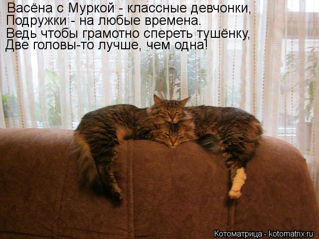 Васёна с Муркой - классные девчонки, Подружки - на любые времена. Ведь чтобы грамотно спереть тушёнку... Котоматрица: Васёна с Муркой - классные девчонки, Подружки - на любые времена. Ведь чтобы грамотно спереть тушёнку, Две головы-то лучше, чем одна!