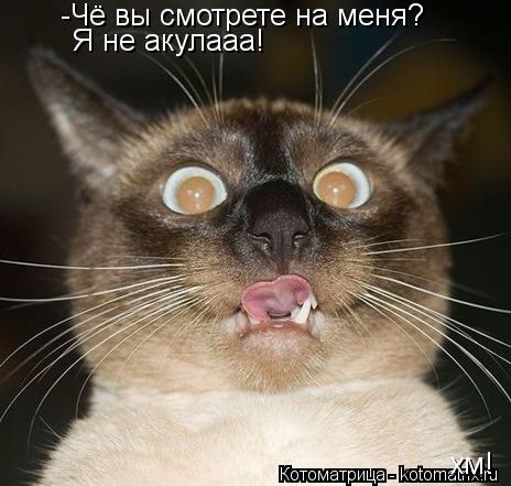 -Чё вы смотрете на меня? Я не акулааа! хм!... Котоматрица: -Чё вы смотрете на меня? Я не акулааа! хм!