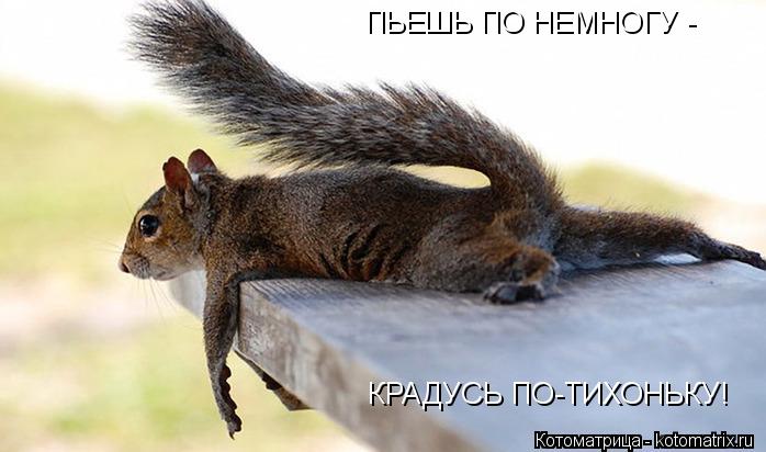 ПЬЕШЬ ПО НЕМНОГУ - КРАДУСЬ ПО-ТИХОНЬКУ!... Котоматрица: ПЬЕШЬ ПО НЕМНОГУ - КРАДУСЬ ПО-ТИХОНЬКУ!