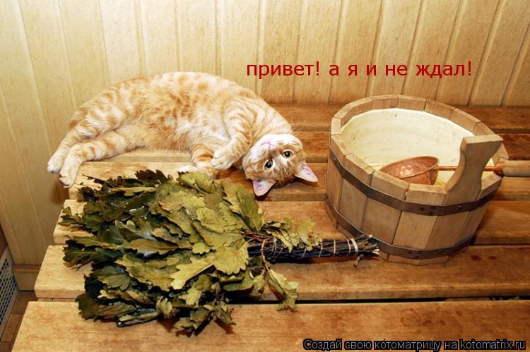 привет! а я и не ждал!... Котоматрица: привет! а я и не ждал!