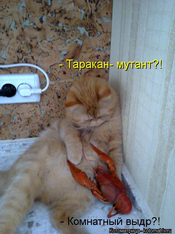 - Таракан- мутант?! - Комнатный выдр?!... Котоматрица: - Таракан- мутант?! - Комнатный выдр?!