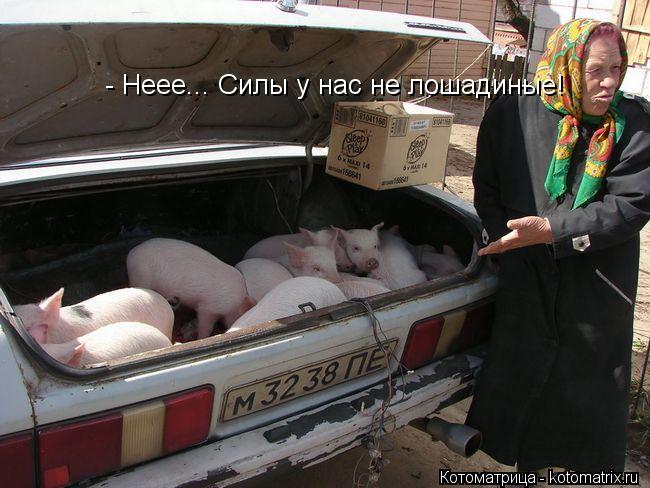 - Неее... Силы у нас не лошадиные!... Котоматрица: - Неее... Силы у нас не лошадиные!