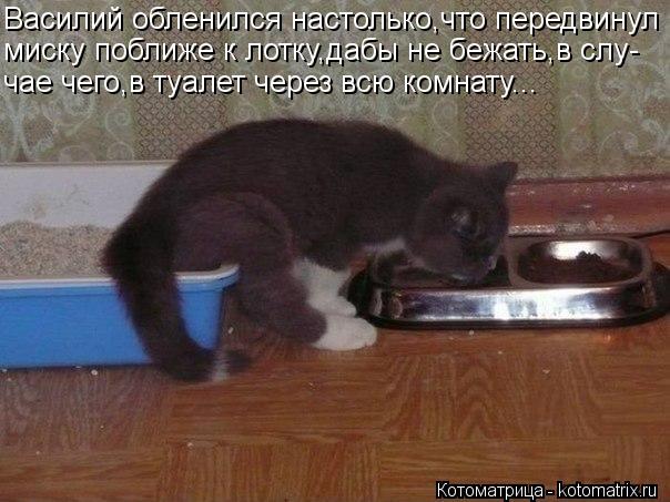 Василий обленился настолько,что передвинул миску поближе к лотку,дабы не бежать,в слу- чае чего,в туа... Котоматрица: Василий обленился настолько,что передвинул миску поближе к лотку,дабы не бежать,в слу- чае чего,в туалет через всю комнату...