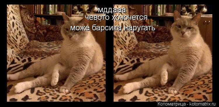 мддааа чевото хочочется може барсика наругать... Котоматрица: мддааа чевото хочочется може барсика наругать