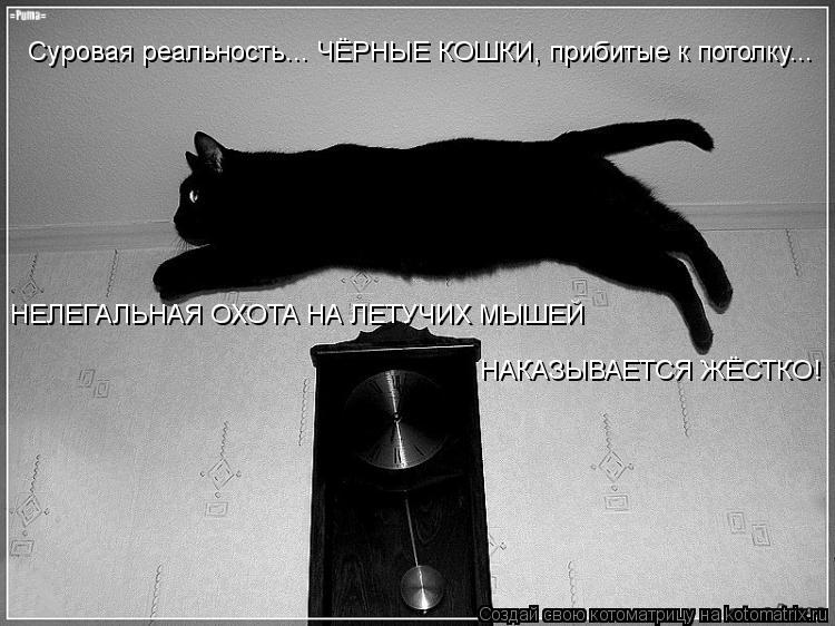 Суровая реальность... ЧЁРНЫЕ КОШКИ, прибитые к потолку... НЕЛЕГАЛЬНАЯ ОХОТА НА ЛЕТУЧИХ МЫШЕЙ НАКАЗЫВА... Котоматрица: Суровая реальность... ЧЁРНЫЕ КОШКИ, прибитые к потолку... НЕЛЕГАЛЬНАЯ ОХОТА НА ЛЕТУЧИХ МЫШЕЙ НАКАЗЫВАЕТСЯ ЖЁСТКО!