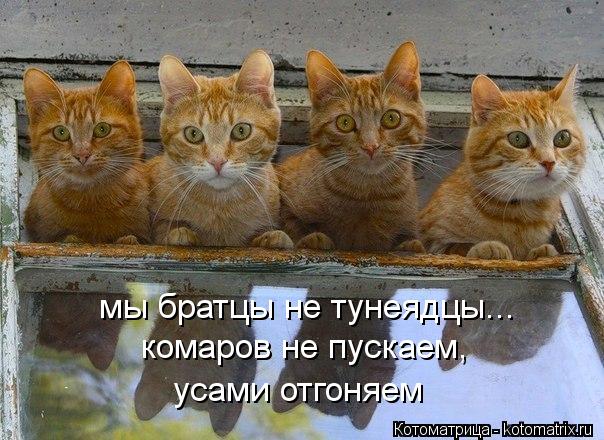 комаров не пускаем, усами отгоняем мы братцы не тунеядцы...... Котоматрица: комаров не пускаем, усами отгоняем мы братцы не тунеядцы...