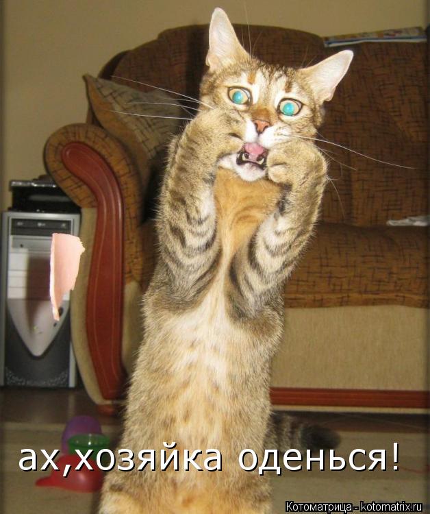 ах,хозяйка оденься!... Котоматрица: ах,хозяйка оденься!