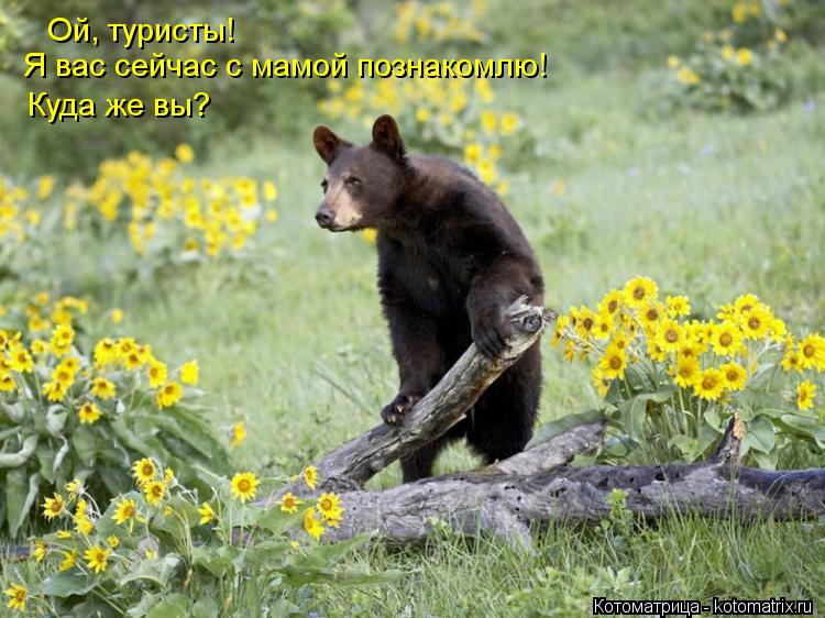 Ой, туристы! Я вас сейчас с мамой познакомлю! Куда же вы?... Котоматрица: Ой, туристы! Я вас сейчас с мамой познакомлю! Куда же вы?