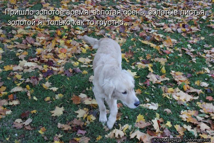 Пришло золотое время: золотая осень, золотые листья, золотой я, только как то грустно....... Котоматрица: Пришло золотое время: золотая осень, золотые листья, золотой я, только как то грустно....