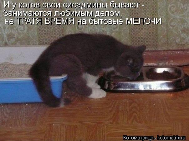 И у котов свои сисадмины бывают - Занимаются любимым делом, не ТРАТЯ ВРЕМЯ на бытовые МЕЛОЧИ... Котоматрица: И у котов свои сисадмины бывают - Занимаются любимым делом, не ТРАТЯ ВРЕМЯ на бытовые МЕЛОЧИ