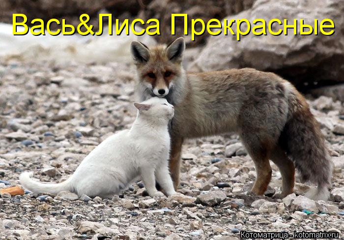 Вась&Лиса Прекрасные... Котоматрица: Вась&Лиса Прекрасные