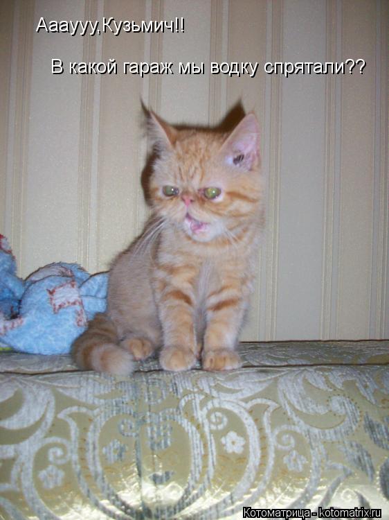 Аааууу,Кузьмич!! В какой гараж мы водку спрятали??... Котоматрица: Аааууу,Кузьмич!! В какой гараж мы водку спрятали??