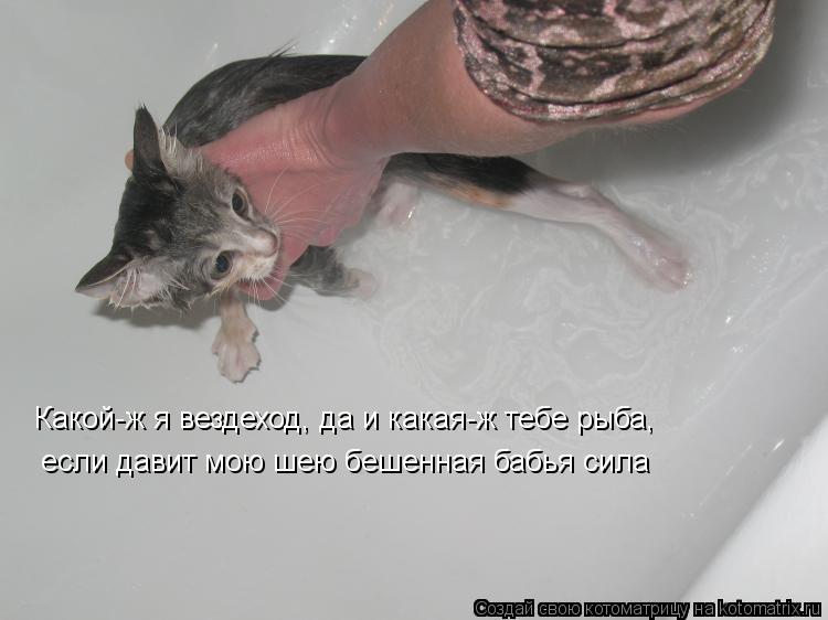 Какой-ж я вездеход, да и какая-ж тебе рыба, если давит мою шею бешенная бабья сила... Котоматрица: Какой-ж я вездеход, да и какая-ж тебе рыба, если давит мою шею бешенная бабья сила