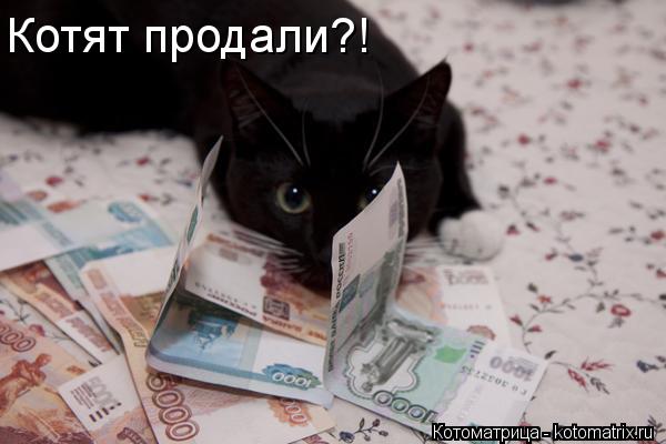 Котят продали?!... Котоматрица: Котят продали?!