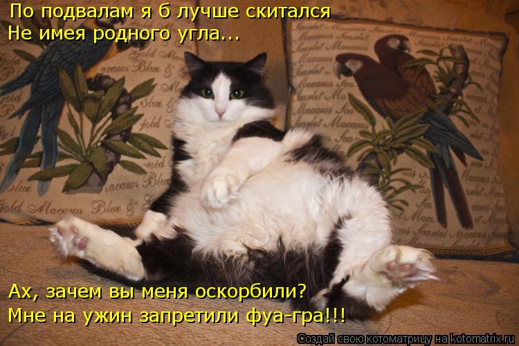 По подвалам я б лучше скитался Не имея родного угла... Ах, зачем вы меня оскорбили? Мне на ужин запре... Котоматрица: По подвалам я б лучше скитался Не имея родного угла... Ах, зачем вы меня оскорбили? Мне на ужин запретили фуа-гра!!!