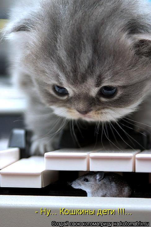 - Ну... Кошкины дети !!!...... Котоматрица: - Ну... Кошкины дети !!!...