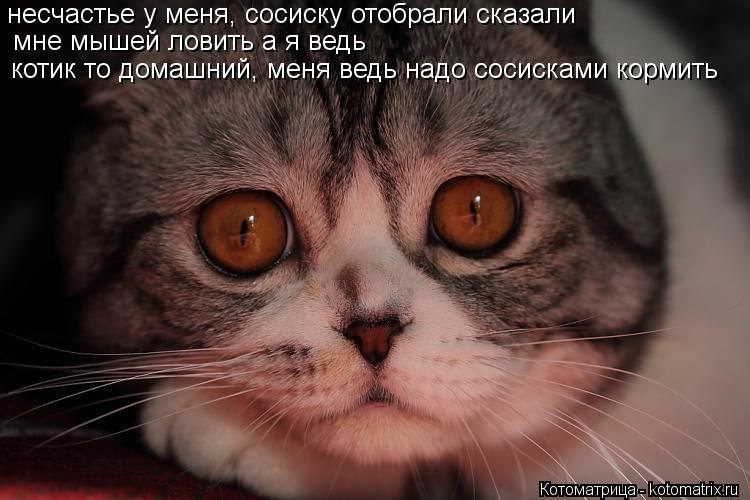 несчастье у меня, сосиску отобрали сказали мне мышей ловить а я ведь котик то домашний, меня ведь... Котоматрица: несчастье у меня, сосиску отобрали сказали мне мышей ловить а я ведь котик то домашний, меня ведь надо сосисками кормить
