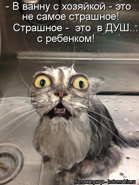 - В ванну с хозяйкой - это не самое страшное! Страшное - это в ДУШ... с ребенком!... Котоматрица: - В ванну с хозяйкой - это не самое страшное! Страшное - это в ДУШ... с ребенком!