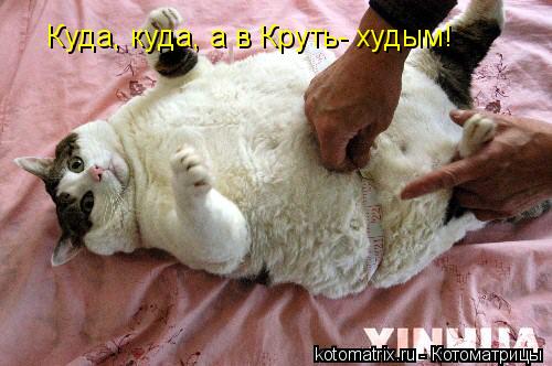 Куда, куда, а в Круть- худым!... Котоматрица: Куда, куда, а в Круть- худым!