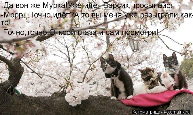 -Да вон же Мурка!Уже идёт!Барсик,просыпайся! -Мррр...Точно идёт?А то вы меня уже разыграли как- то!..... Котоматрица: -Да вон же Мурка!Уже идёт!Барсик,просыпайся! -Мррр...Точно идёт?А то вы меня уже разыграли как- то!.. -Точно,точно!Открой глаза и сам посмотри!