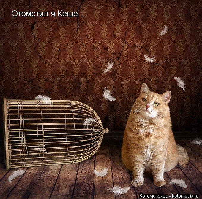 Отомстил я Кеше...... Котоматрица: Отомстил я Кеше...