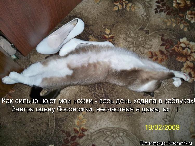 Как сильно ноют мои ножки - весь день ходила в каблуках! Завтра одену босоножки, несчастная я дама, а... Котоматрица: Как сильно ноют мои ножки - весь день ходила в каблуках! Завтра одену босоножки, несчастная я дама, ах...!