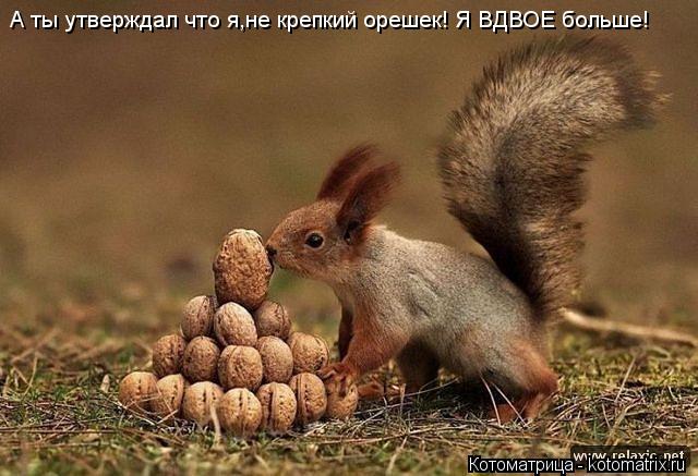 А ты утверждал что я,не крепкий орешек! Я ВДВОЕ больше!... Котоматрица: А ты утверждал что я,не крепкий орешек! Я ВДВОЕ больше!