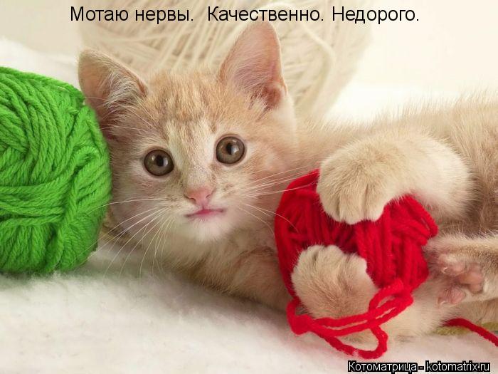 Мотаю нервы. Качественно. Недорого.... Котоматрица: Мотаю нервы. Качественно. Недорого.