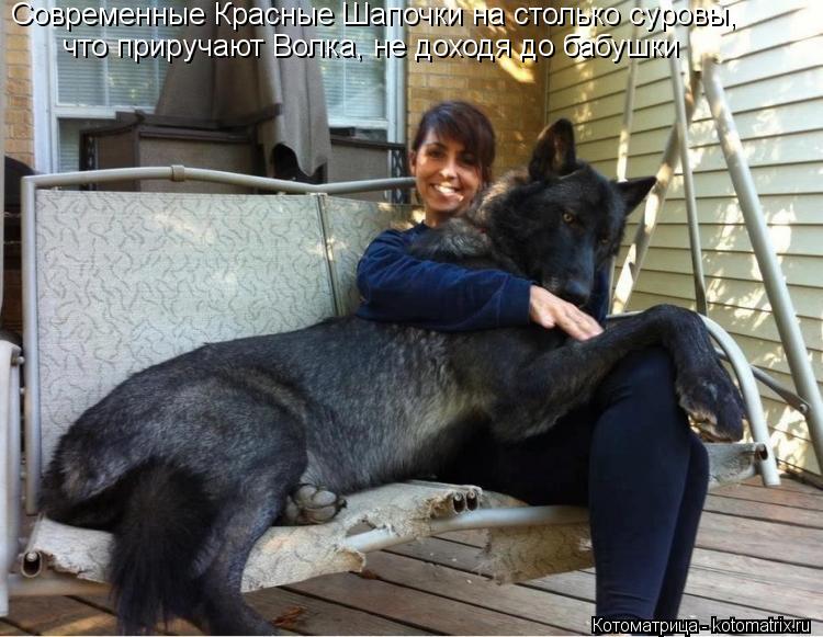 Современные Красные Шапочки на столько суровы, что приручают Волка, не доходя до бабушки... Котоматрица: Современные Красные Шапочки на столько суровы, что приручают Волка, не доходя до бабушки