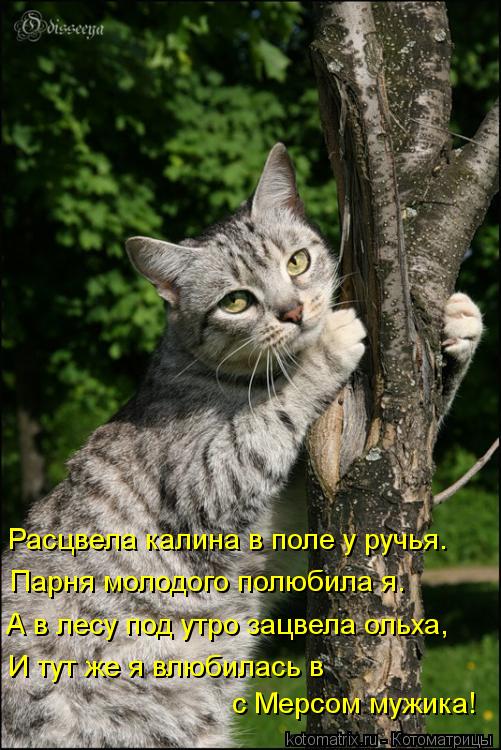 Расцвела калина в поле у ручья. Парня молодого полюбила я. А в лесу под утро зацвела ольха, И тут же ... Котоматрица: Расцвела калина в поле у ручья. Парня молодого полюбила я. А в лесу под утро зацвела ольха, И тут же я влюбилась в с Мерсом мужика!