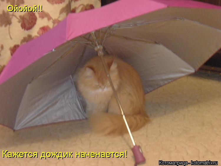 Ойойой!! Кажется дождик наченается!... Котоматрица: Ойойой!! Кажется дождик наченается!