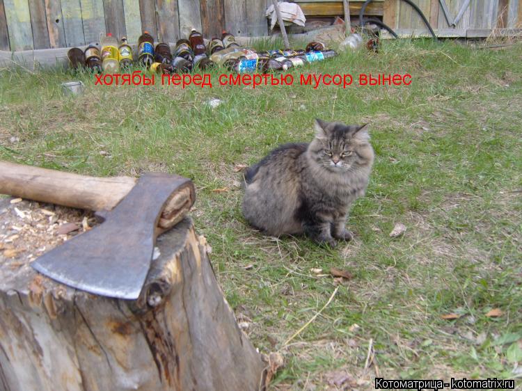 хотябы перед смертью мусор вынес хотябы перед смертью мусор вынес... Котоматрица: хотябы перед смертью мусор вынес хотябы перед смертью мусор вынес