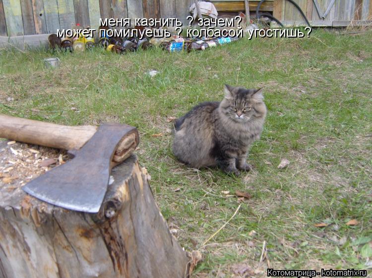меня казнить ? зачем? может помилуешь ? колбасой угостишь?... Котоматрица: меня казнить ? зачем? может помилуешь ? колбасой угостишь?