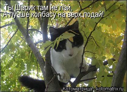 Ты Шарик там не лай, А лучше колбасу на верх подай!... Котоматрица: Ты Шарик там не лай, А лучше колбасу на верх подай!