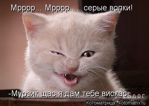 Мрррр... Мрррр..... серые волки! -Мурзик щас я дам тебе вискас... Котоматрица: Мрррр... Мрррр..... серые волки! -Мурзик щас я дам тебе вискас