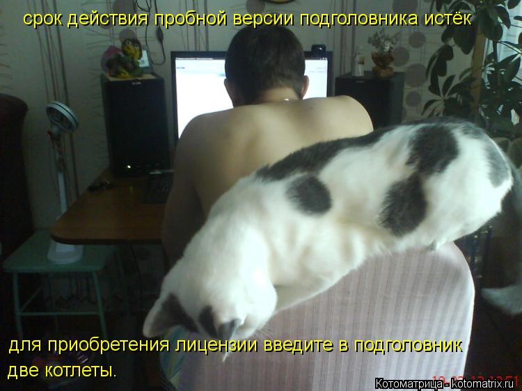 срок действия пробной версии подголовника истёк для приобретения лицензии введите в подголовник две к... Котоматрица: срок действия пробной версии подголовника истёк для приобретения лицензии введите в подголовник две котлеты.