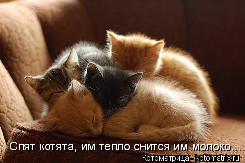 Спят котята, им тепло снится им молоко...... Котоматрица: Спят котята, им тепло снится им молоко...