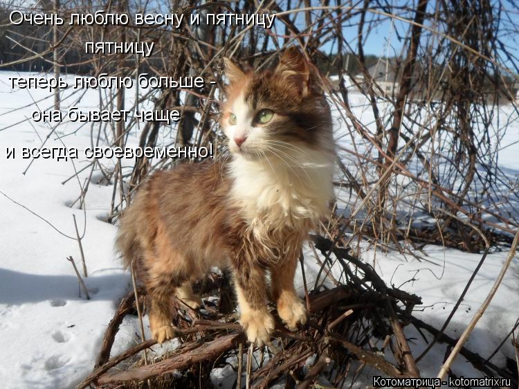 Очень люблю весну и пятницу пятницу теперь люблю больше - она бывает чаще и всегда своевременно!... Котоматрица: Очень люблю весну и пятницу пятницу теперь люблю больше - она бывает чаще и всегда своевременно!