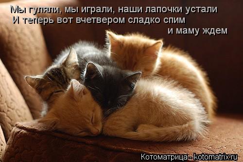 Мы гуляли, мы играли, наши лапочки устали И теперь вот вчетвером сладко спим и маму ждем... Котоматрица: Мы гуляли, мы играли, наши лапочки устали И теперь вот вчетвером сладко спим и маму ждем