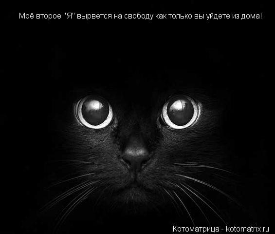 Моё второе "Я" вырвется на свободу как только вы уйдете из дома!... Котоматрица: Моё второе "Я" вырвется на свободу как только вы уйдете из дома!