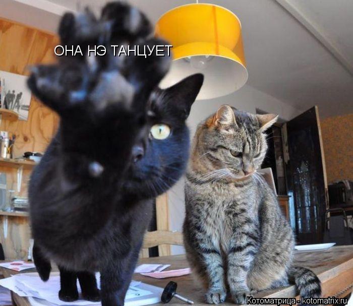ОНА НЭ ТАНЦУЕТ... Котоматрица: ОНА НЭ ТАНЦУЕТ