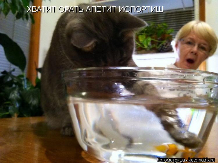 ХВАТИТ ОРАТЬ АПЕТИТ ИСПОРТИШ... Котоматрица: ХВАТИТ ОРАТЬ АПЕТИТ ИСПОРТИШ