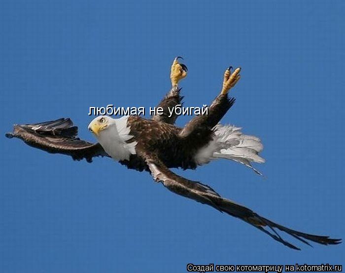 любимая не убигай... Котоматрица: любимая не убигай