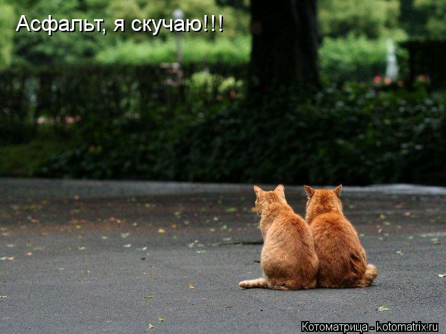 Асфальт, я скучаю!!!... Котоматрица: Асфальт, я скучаю!!!