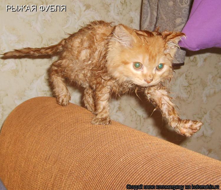 РЫЖАЯ ФУБЛЯ... Котоматрица: РЫЖАЯ ФУБЛЯ